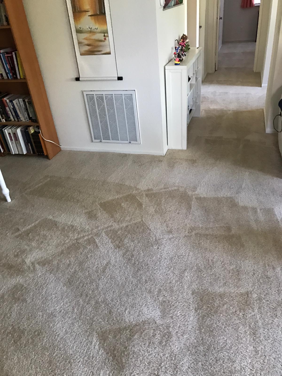 green carpet cleaning lake forest